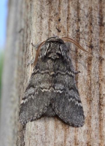 Drymonia ruficornis